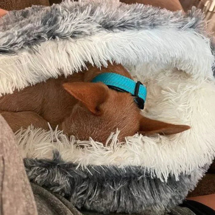 Honden Droombed | Comfortabel Hondenbed voor Een Goede Nachtrust 3