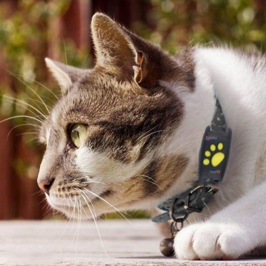 Kat GPS Tracker | Realtime Huisdier Locatie Apparaat 0