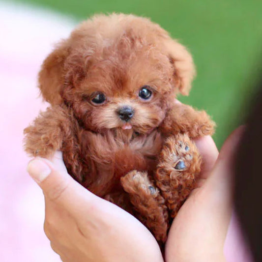 Nicoo Robot Puppy | Interactief Robot Speelgoed voor Kinderen 0