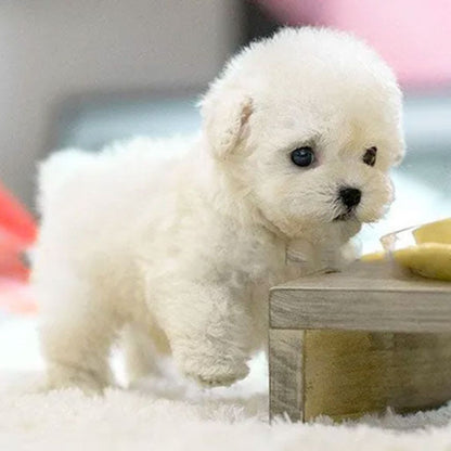 Nicoo Robot Puppy | Interactief Robot Speelgoed voor Kinderen 3